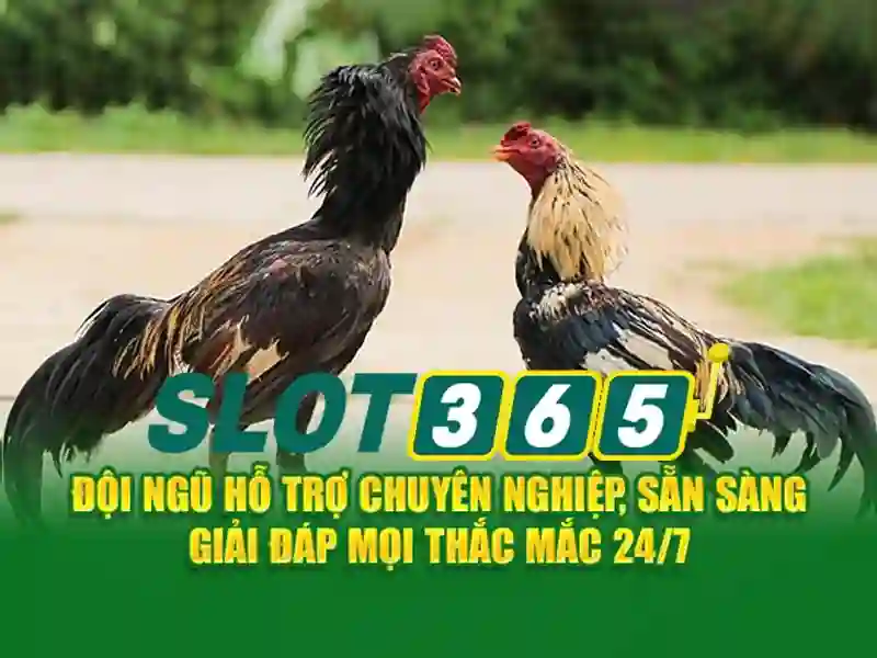Hướng dẫn bắt đầu với Slot365