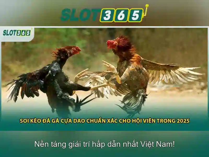 Đánh giá từ người chơi Slot365